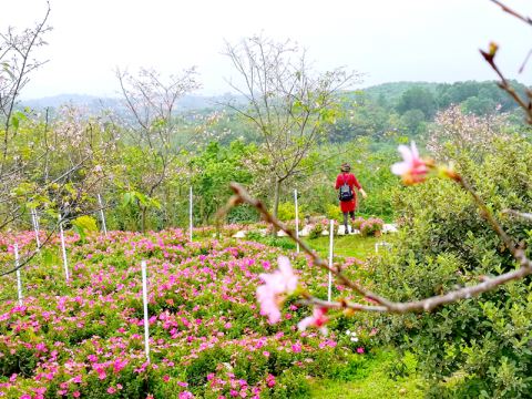 揭西樱山花谷景区位于揭西县京溪园镇曾大寮湳池村,是粤东首个以樱花