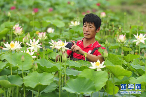 陆宁自幼喜爱荷花,30岁那年,他投入全部家底,加上借来的四万多元钱,把