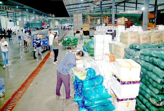 玉和蔬菜批发市场的批发商已备足货源陈路文 摄